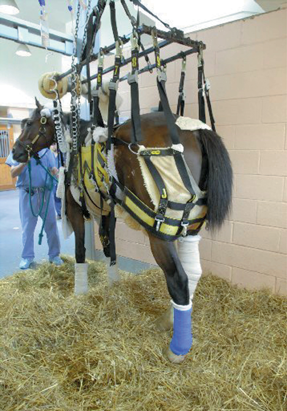 Barbaro stands in his sling July 14 at the University of Pennsylvania School of Veterinary Medicine's New Bolton Center for Large Animals in Kennett Square, Pa. (Photo: University of Pennsylvania)