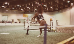 Mr Rythm at the St. Louis National Charity Horse Show. (Photo by Joanie McKenna) Mr Rythm at the St. Louis National Charity Horse Show.