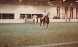 Mr Rythm at the St. Louis National Charity Horse Show. (Photo by Joanie McKenna) Mr Rythm at the St. Louis National Charity Horse Show.