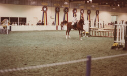 Mr Rythm at the St. Louis National Charity Horse Show. (Photo by Joanie McKenna) Mr Rythm at the St. Louis National Charity Horse Show.