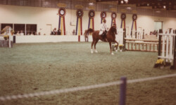 Mr Rythm at the St. Louis National Charity Horse Show. (Photo by Joanie McKenna) Mr Rythm at the St. Louis National Charity Horse Show.
