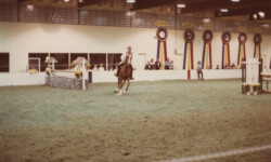 Mr Rythm at the St. Louis National Charity Horse Show. (Photo by Joanie McKenna) Mr Rythm at the St. Louis National Charity Horse Show.